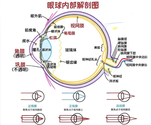 視網(wǎng)膜眼科中不同波長(zhǎng)濾光片的應(yīng)用 視網(wǎng)膜眼科中不同波長(zhǎng)濾光片的應(yīng)用
