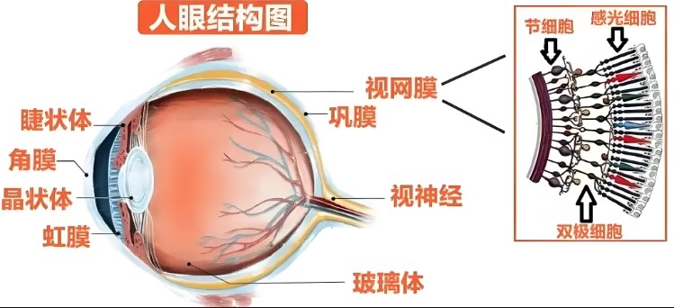 人眼結(jié)構(gòu)圖 人眼結(jié)構(gòu)圖